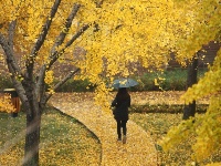 立冬將至 銀杏遍地金