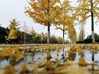 立冬將至 銀杏遍地金