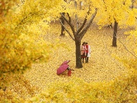 立冬將至 銀杏遍地金