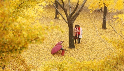 立冬將至 銀杏遍地金