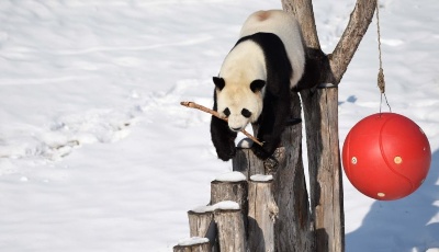 大熊貓迎來了又一個雪季