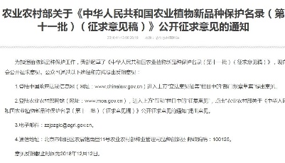 新一批農業植物新品種保護名錄征意見 含韭菜香菜