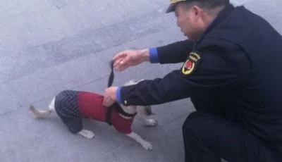 杭州整治“不文明養(yǎng)犬”行為 罰款最高可達(dá)1萬(wàn)元