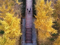 冬初灼目的盛景，銀杏“怒放的生命”