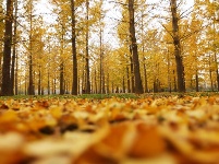 冬初灼目的盛景，銀杏“怒放的生命”