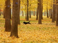 冬初灼目的盛景，銀杏“怒放的生命”