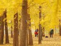 冬初灼目的盛景，銀杏“怒放的生命”