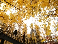 冬初灼目的盛景，銀杏“怒放的生命”