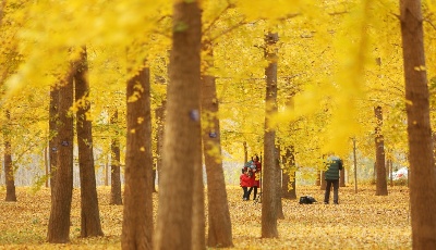 冬初灼目的盛景，銀杏“怒放的生命”