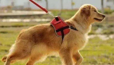 德國：約束養犬人，法律與經濟手段并施