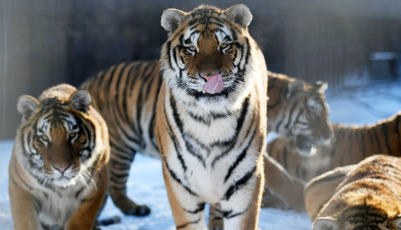 東北虎林園：老虎“換裝”、“增膘”越冬