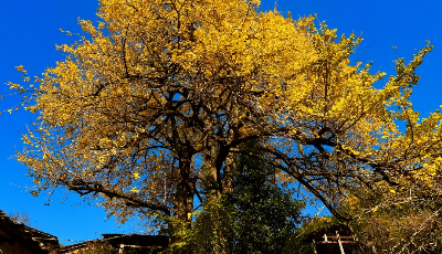初冬武夷 層林盡染 