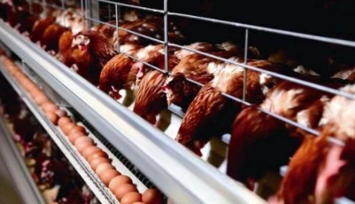 全國首個蛋雞無抗養殖聯盟在青成立