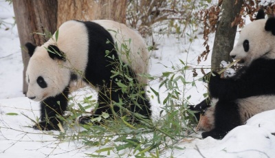 奧地利出生的大熊貓龍鳳胎即將返回中國