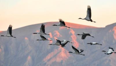 黑頸鶴的冬日家園