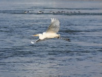 蘭州：冬日黃河水鳥嬉戲