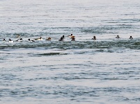 蘭州：冬日黃河水鳥嬉戲
