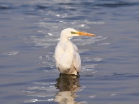 蘭州：冬日黃河水鳥嬉戲