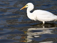 蘭州：冬日黃河水鳥嬉戲