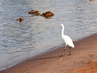 蘭州：冬日黃河水鳥嬉戲