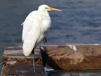 蘭州：冬日黃河水鳥嬉戲