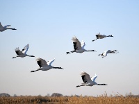 翩然若仙 寒冬鶴舞