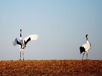 翩然若仙 寒冬鶴舞