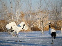 翩然若仙 寒冬鶴舞
