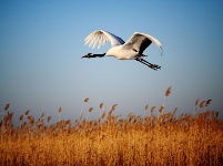 翩然若仙 寒冬鶴舞