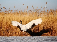 翩然若仙 寒冬鶴舞