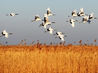 翩然若仙 寒冬鶴舞