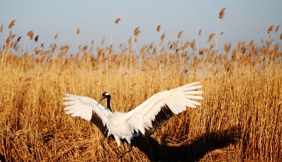 翩然若仙 寒冬鶴舞