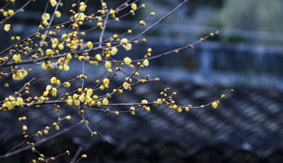 寒梅凌冬次第開 臘梅處處香