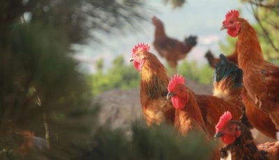 探訪上合餐桌舌尖美食——瑯琊雞