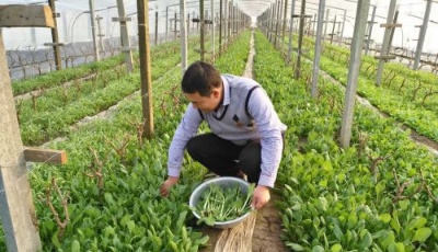 華盛綠能蔬菜直供產(chǎn)業(yè)鏈提升消費(fèi)者生活品質(zhì)