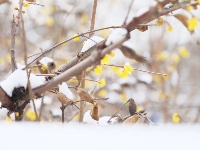 雪后島城似童話世界
