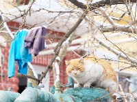 雪后島城似童話世界