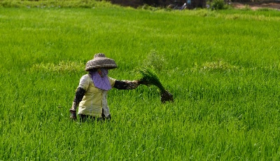 時維初春 田間農忙