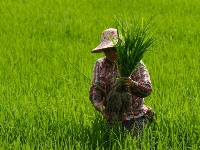 時維初春 田間農忙