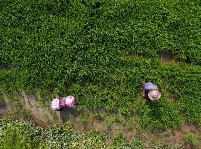 時維初春 田間農忙