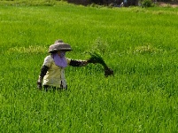 時維初春 田間農忙