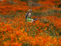 春到加州 山花盛放