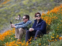 春到加州 山花盛放