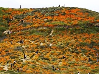 春到加州 山花盛放