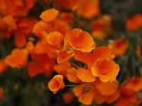 春到加州 山花盛放