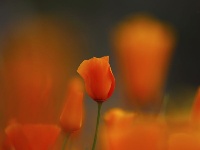 春到加州 山花盛放