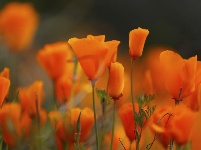 春到加州 山花盛放