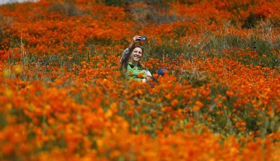 春到加州 山花盛放