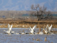 黃河濕地引天鵝