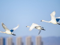 黃河濕地引天鵝